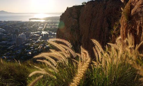 View of sunrise from Castle Hill cliffs overlooking Townsville, Queensland Australia with foxtail grass in foreground.