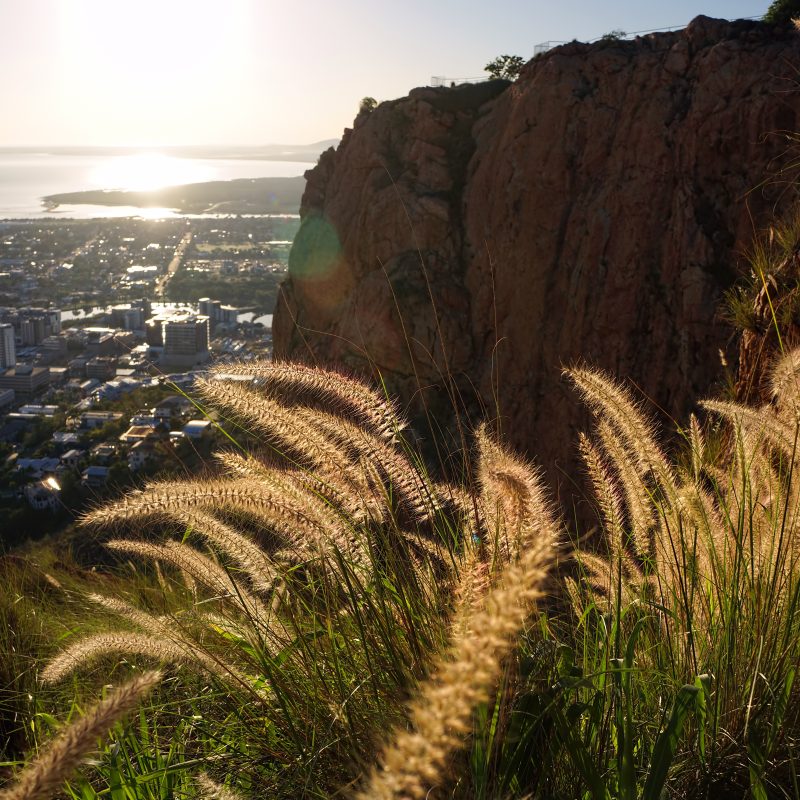 View of sunrise from Castle Hill cliffs overlooking Townsville, Queensland Australia with foxtail grass in foreground.